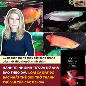 [Giải cứu sách] CON RỒNG TRONG BỂ KÍNH - Câu chuyện thật về quyền lực, nỗi ám ảnh và loài cá đáng thèm muốn nhất - Emily Voigt – Orkid – Huy Hoàng Bookstore – NXB Dân trí